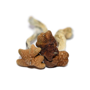 Amazonian Shrooms
